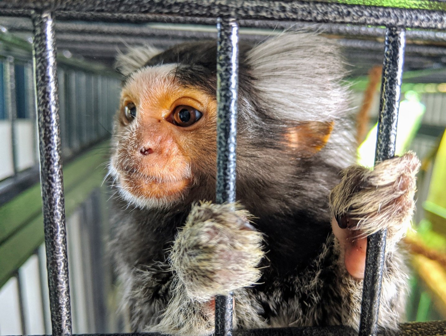 pieluchomajtki l dla dorosłych ceneo