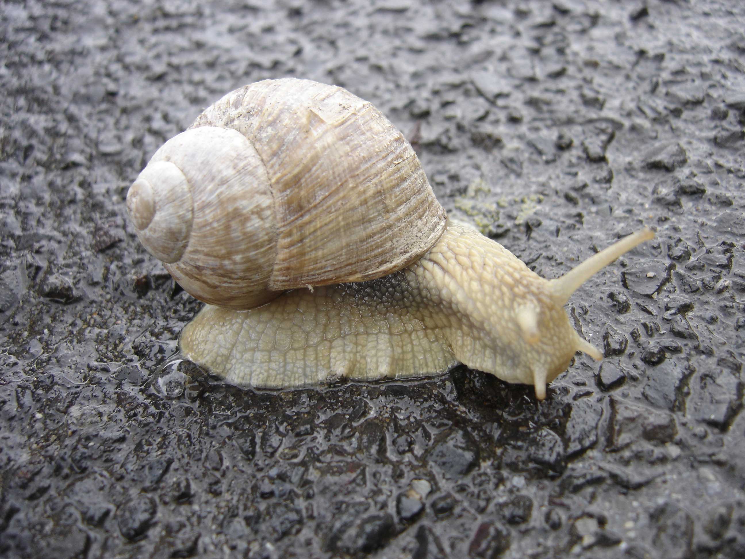 alouette chusteczki nawilżane sroka