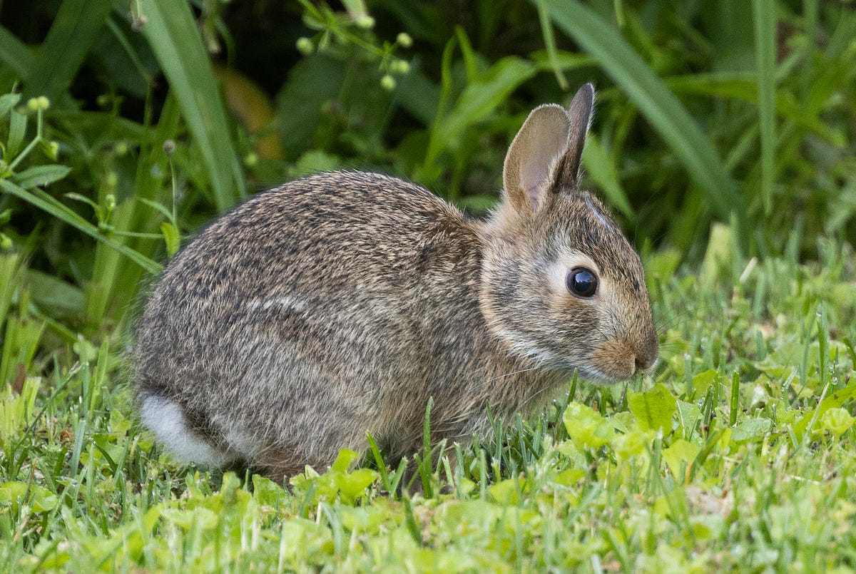 pieluchomajtki pampers rozmiar 7