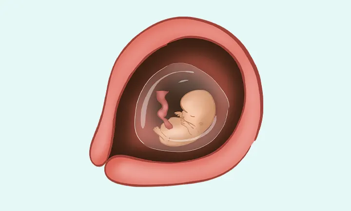 pieluchomajtki dla dorosłych 5 sztuk