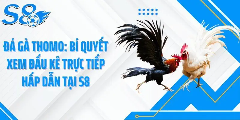 Đá Gà Thomo: Bí Quyết Xem Đấu Kê Trực Tiếp Hấp Dẫn Tại S8