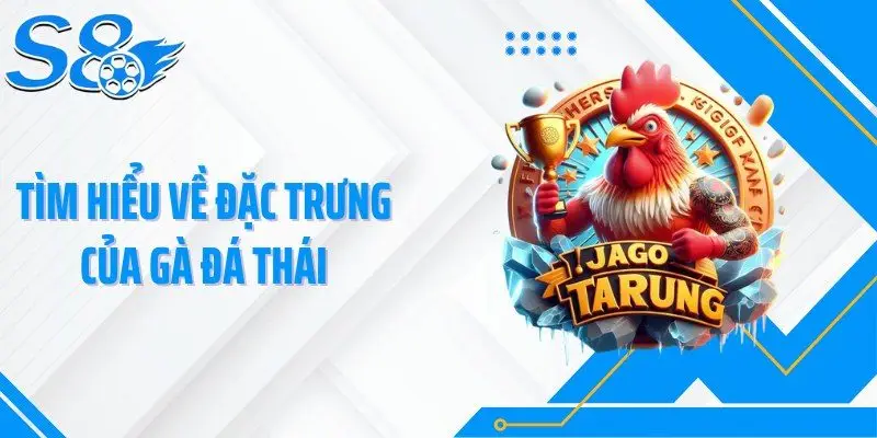 Tìm hiểu về đặc trưng của gà đá Thái
